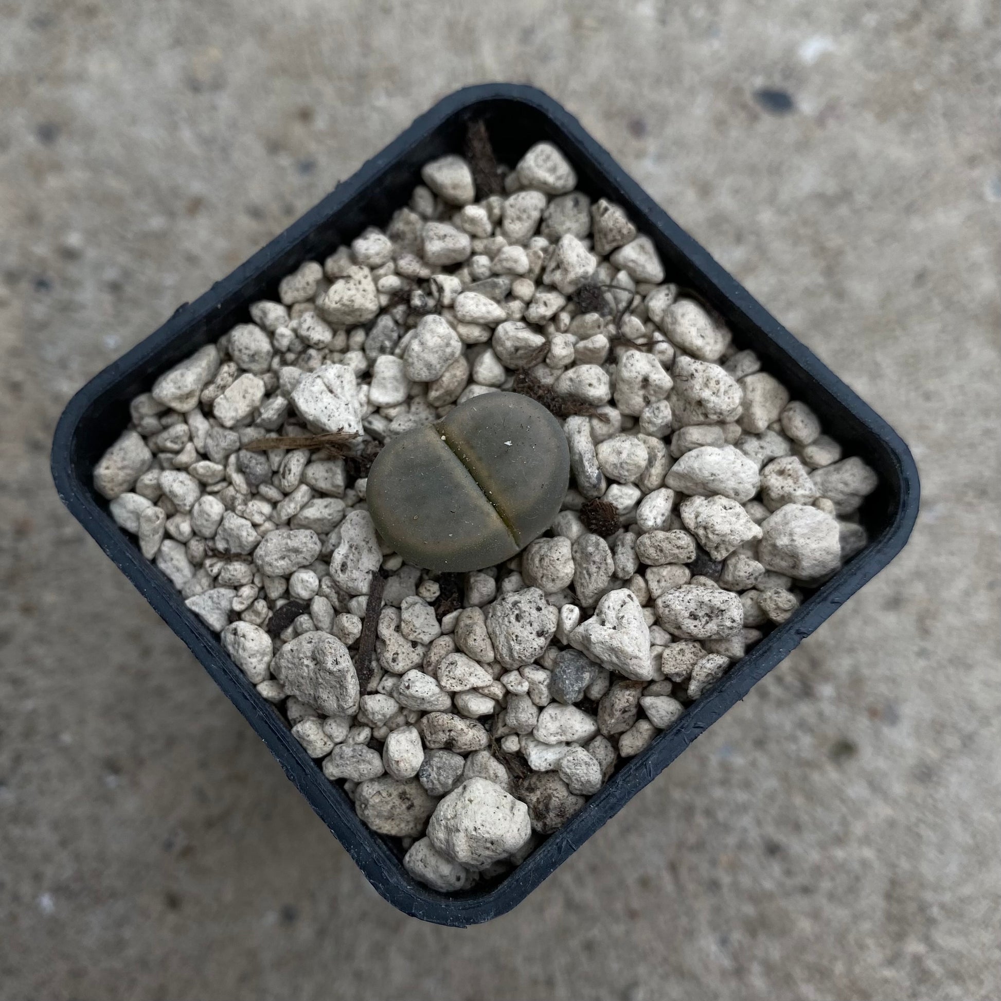 Das Bild zeigt eine Pflanze der Art Lithops_schwantesii v. marthae