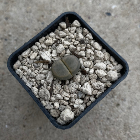 Das Bild zeigt eine Pflanze der Art Lithops_schwantesii v. marthae