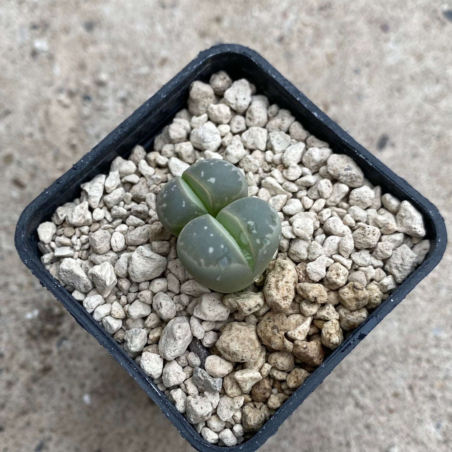 Lithops olivaceae C55