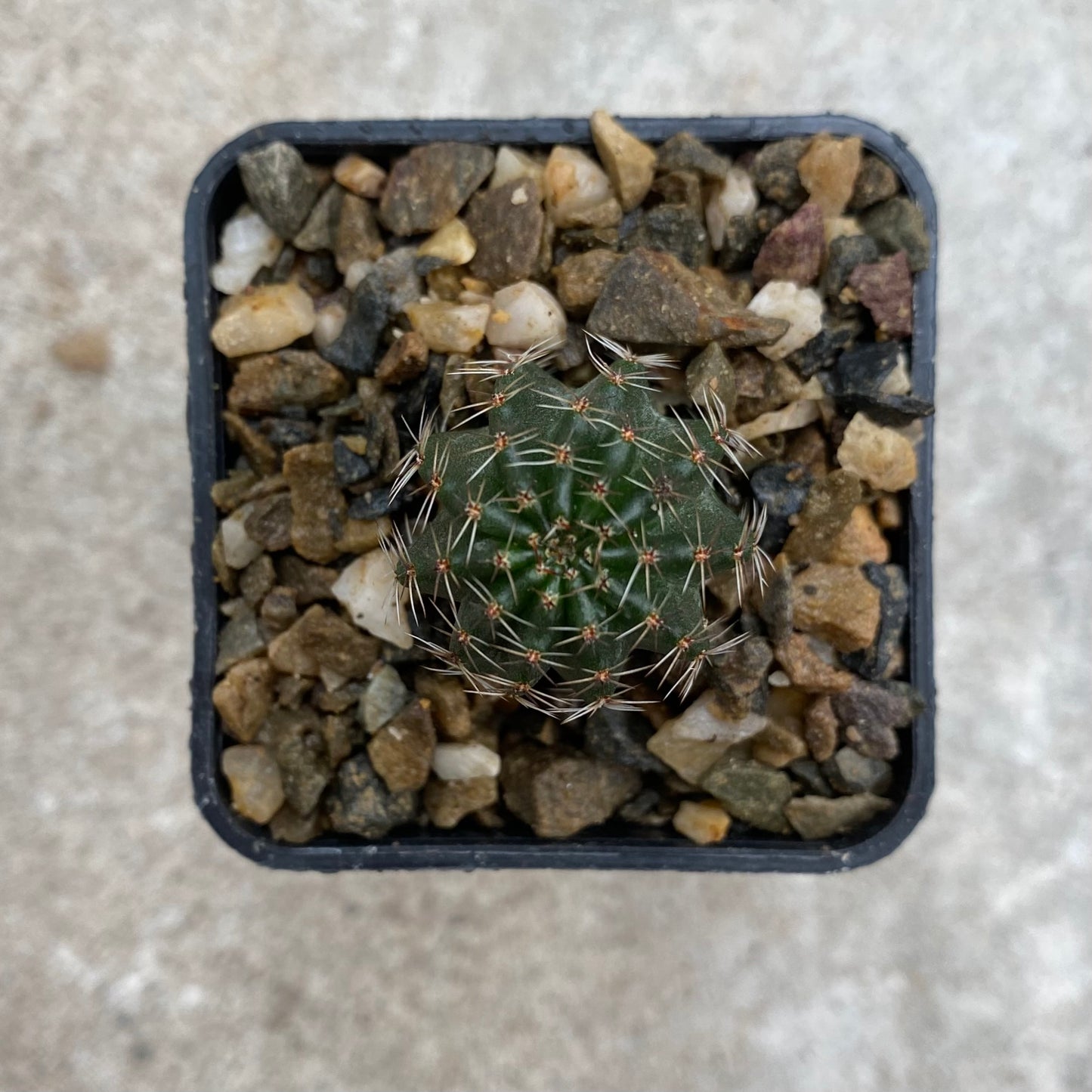 Lobivia saltensis v. spiralispina R177