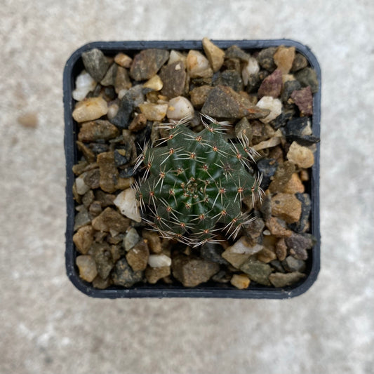 Lobivia saltensis v. spiralispina R177
