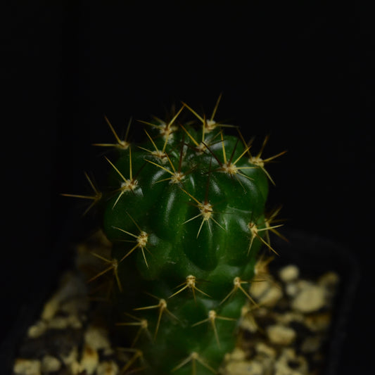 Lobivia westii