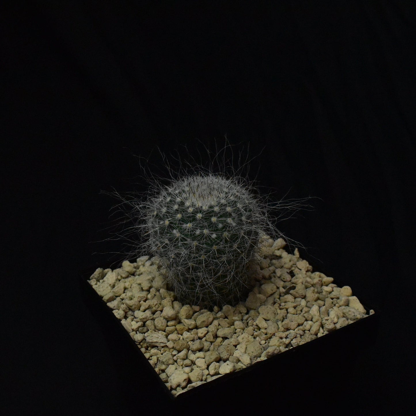 Das Bild zeigte eine Pflanze der Gattung Mammillaria hahniana