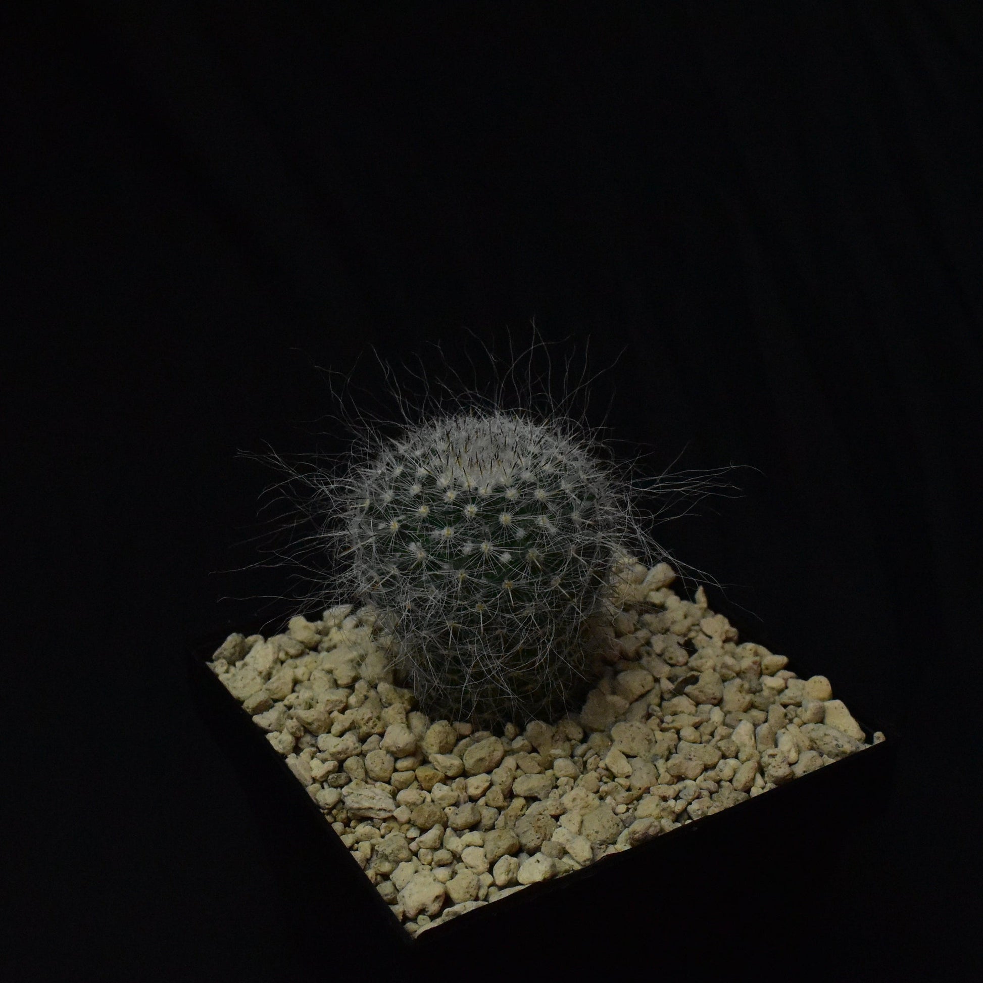 Das Bild zeigte eine Pflanze der Gattung Mammillaria hahniana
