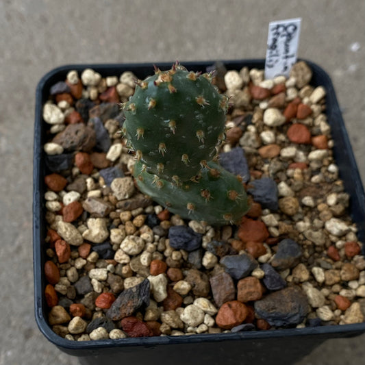 Opuntia fragilis (Winterhart)