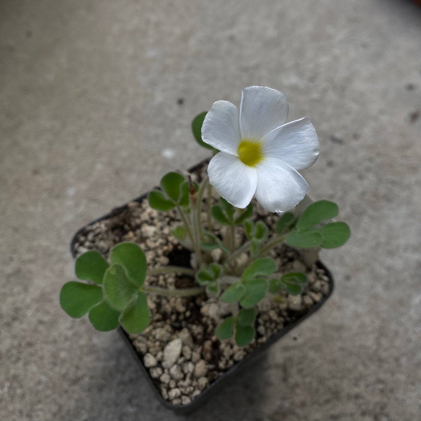 Oxalis ambigua