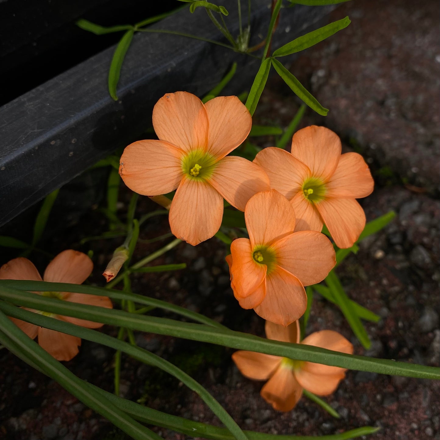 Oxalis gracilis