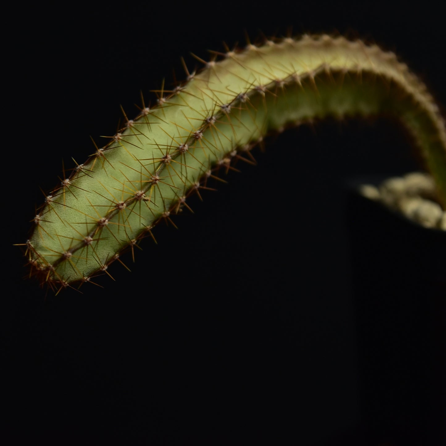 Peniocereus cuixmalensis