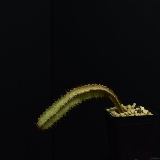 Peniocereus cuixmalensis