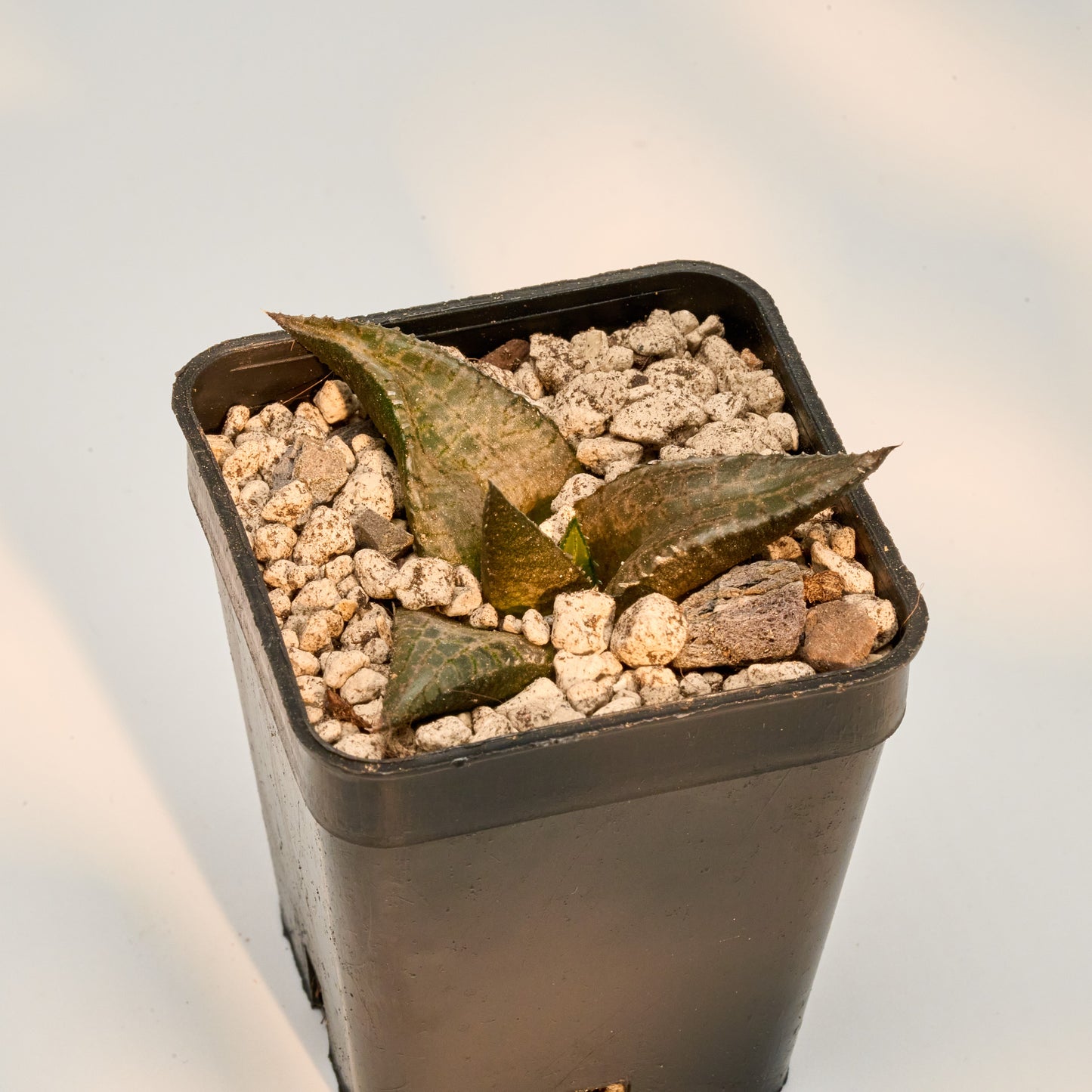 Haworthia venosa subs. tessellata