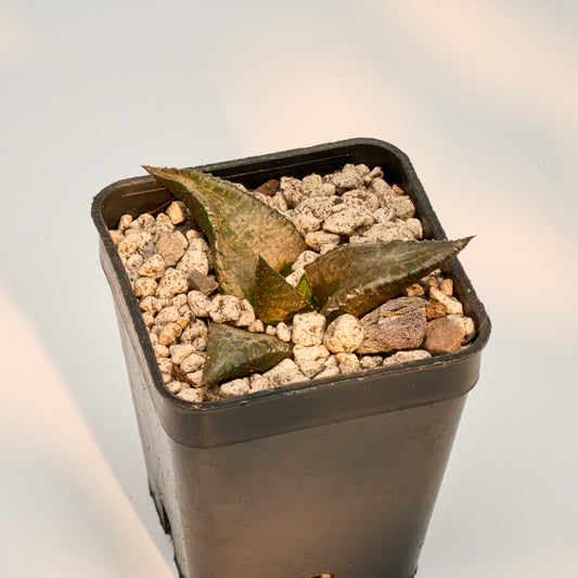 Haworthia venosa subs. tessellata