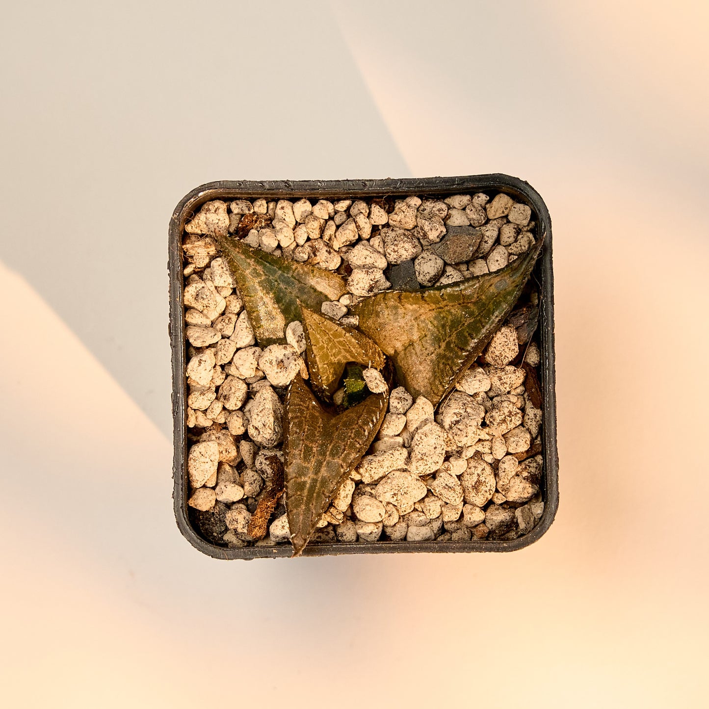 Haworthia venosa subs. tessellata
