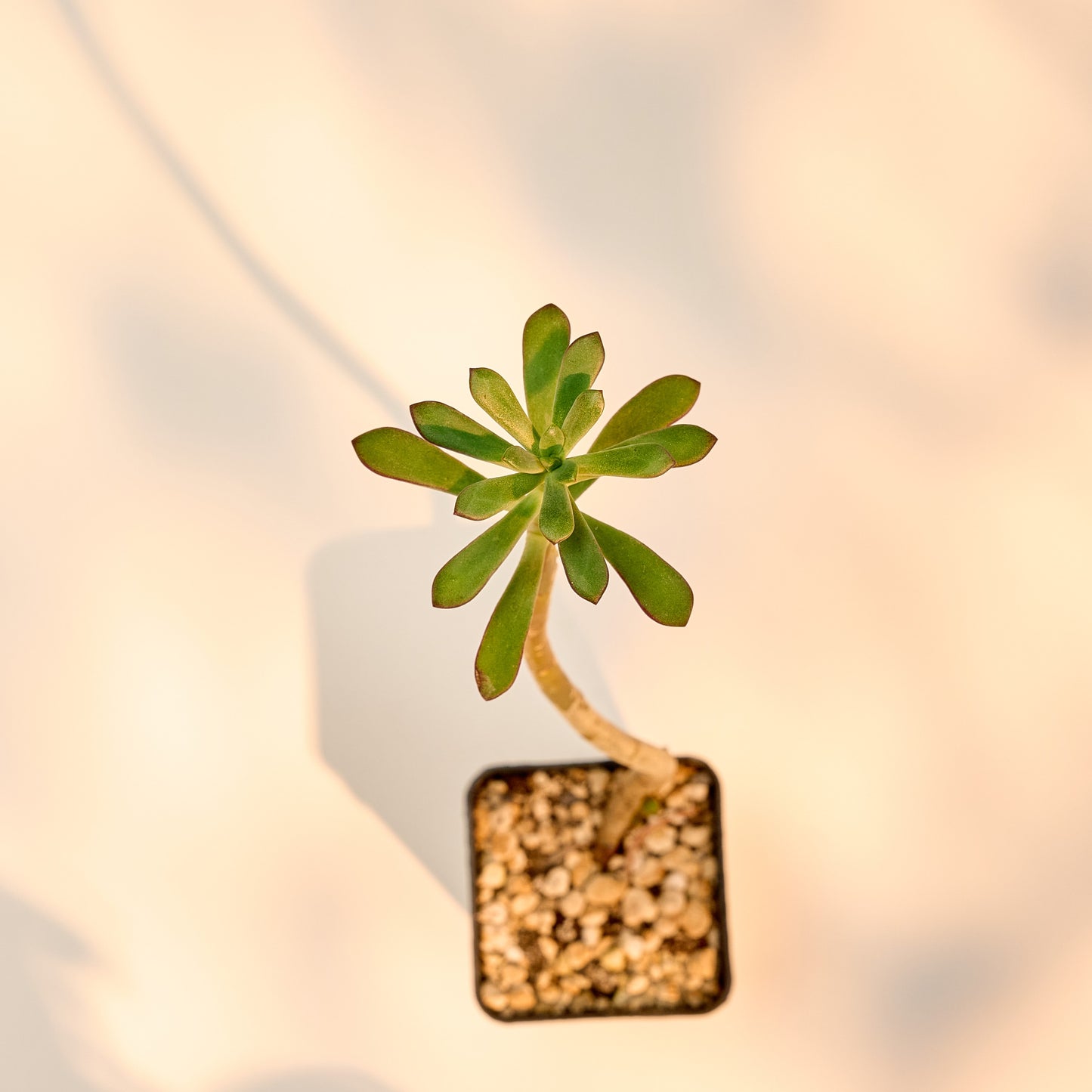 Echeveria amphoralis v. Yosundua