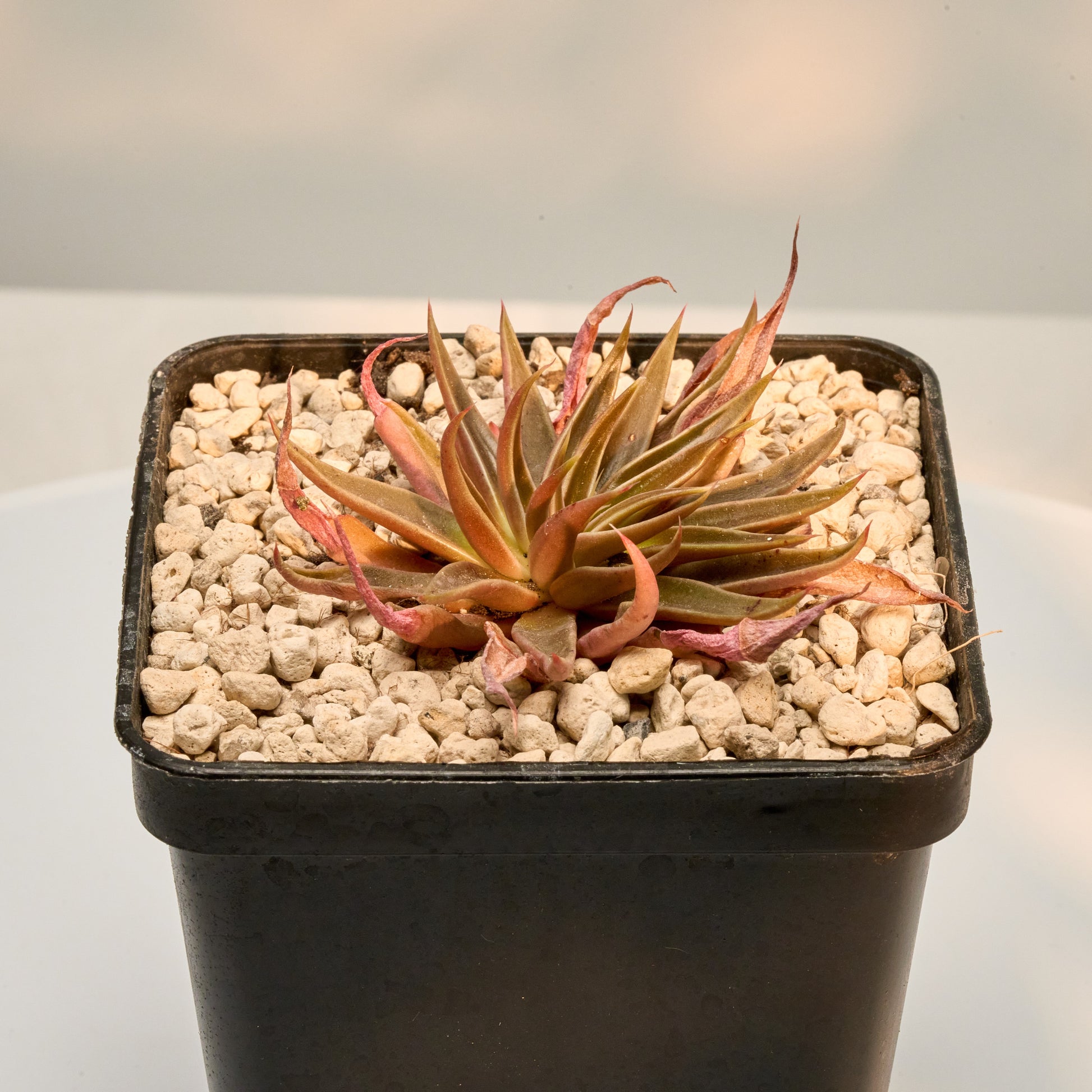 Echeveria bifida