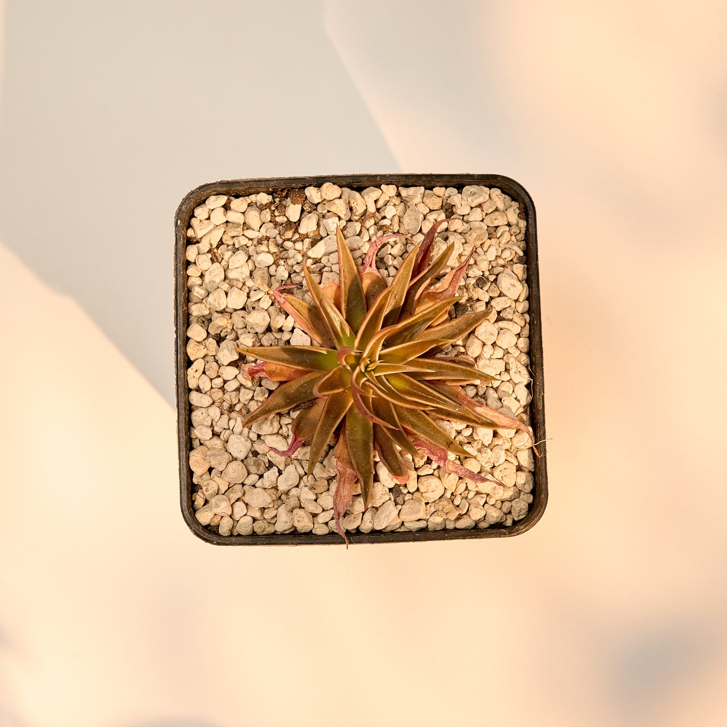 Echeveria bifida