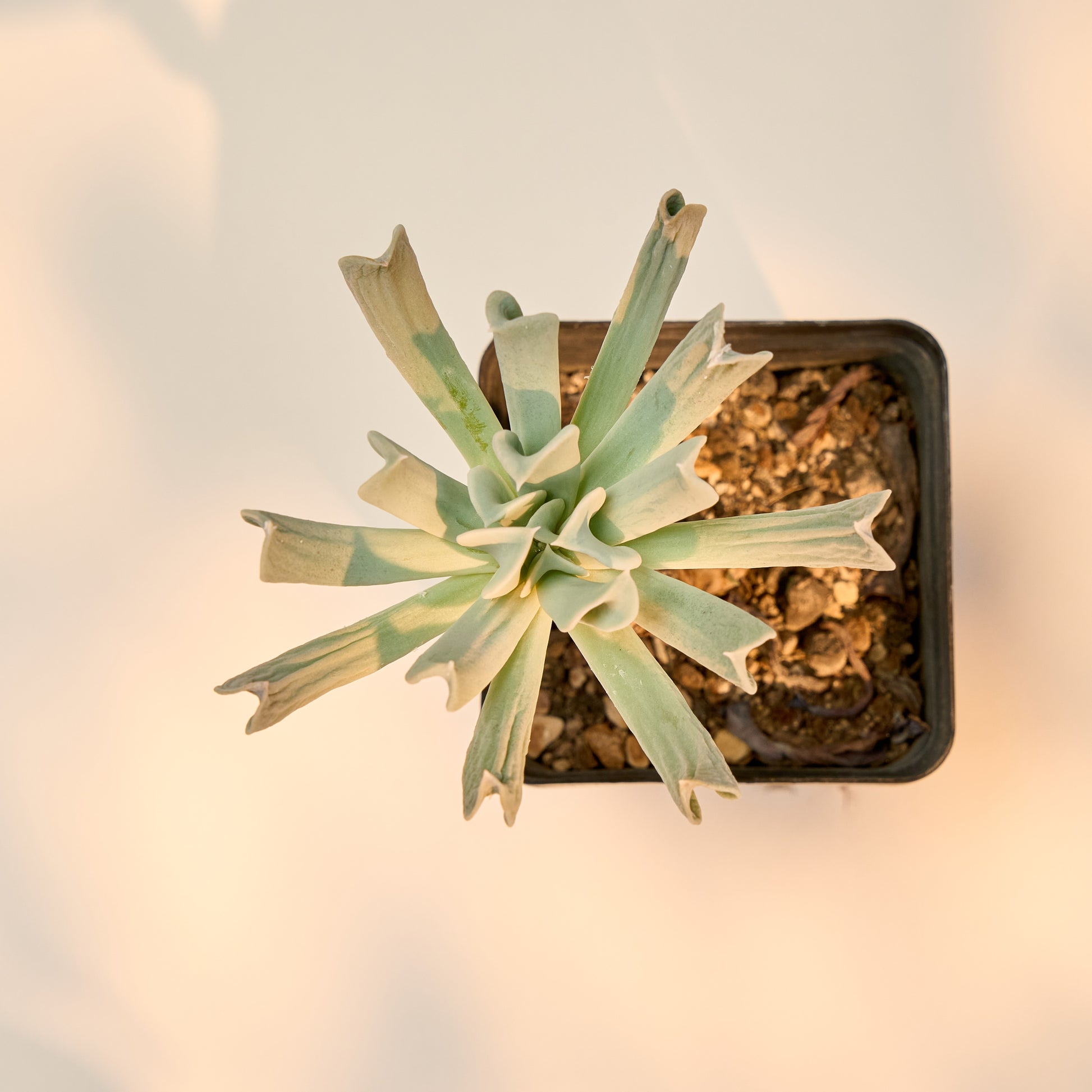 Echeveria runyonii cv. Topsy Turvy