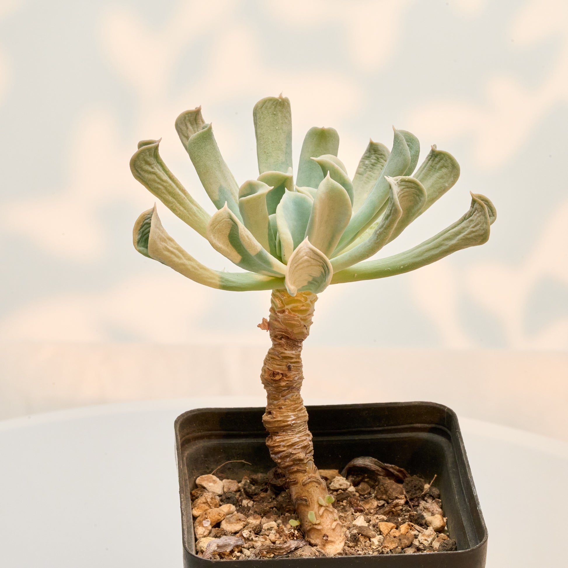 Echeveria runyonii cv. Topsy Turvy