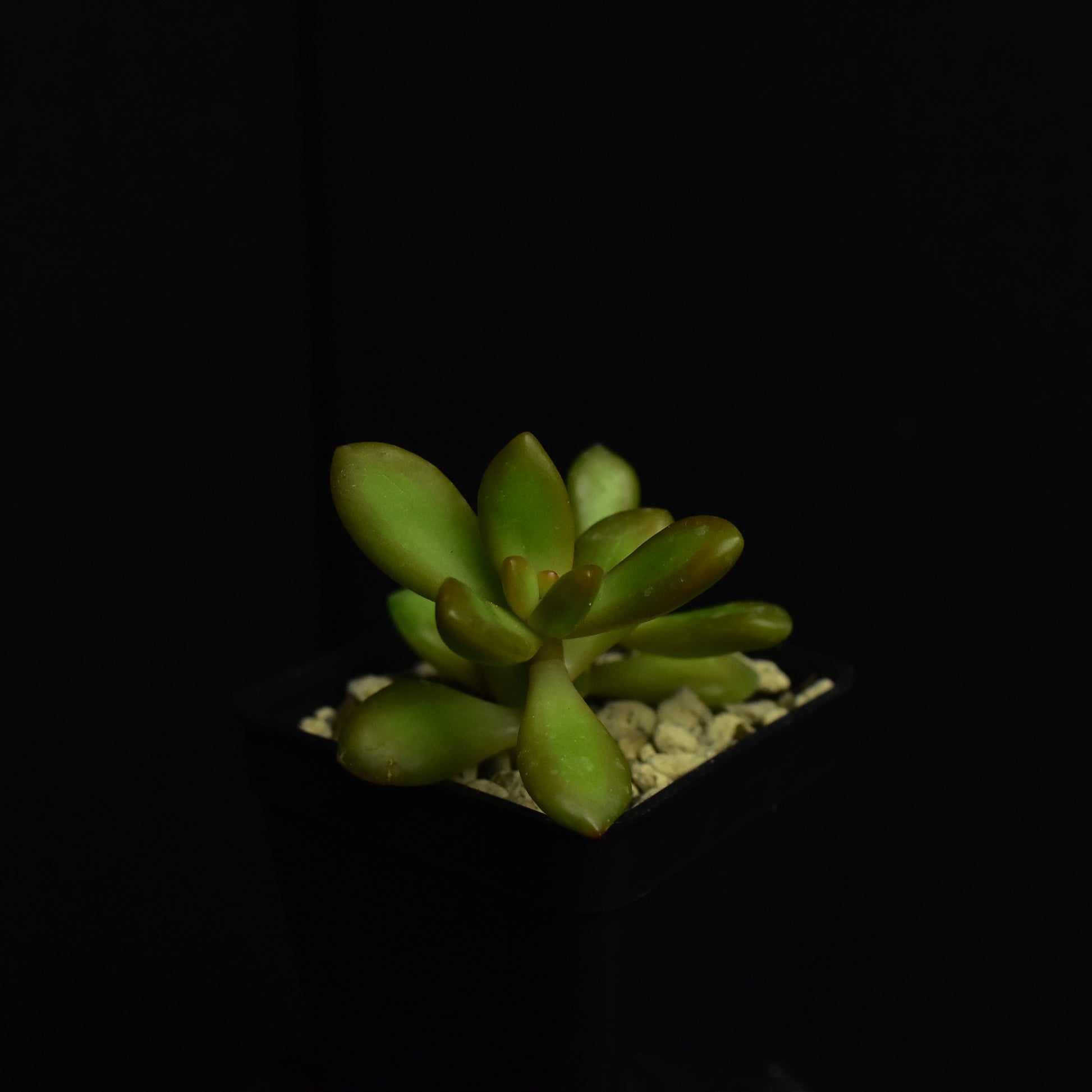 Sedum_nussbaumerianum