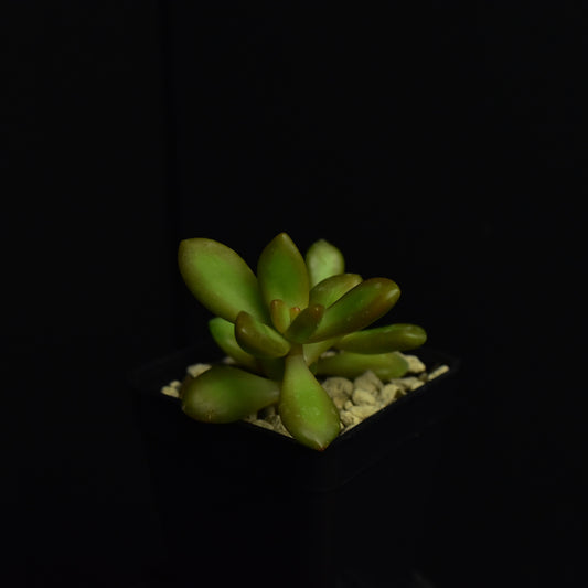 Sedum_nussbaumerianum