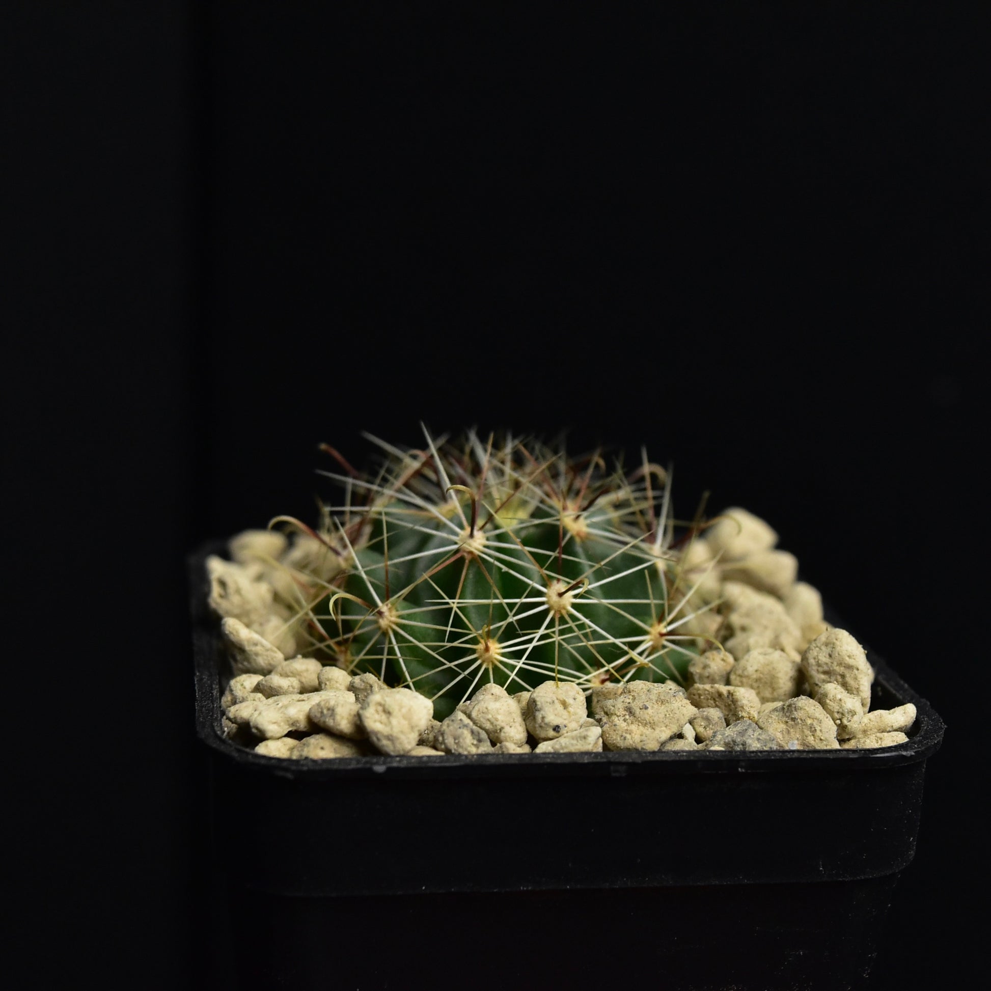 Thelocactus setispinus