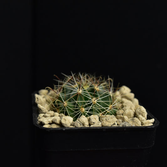 Thelocactus setispinus