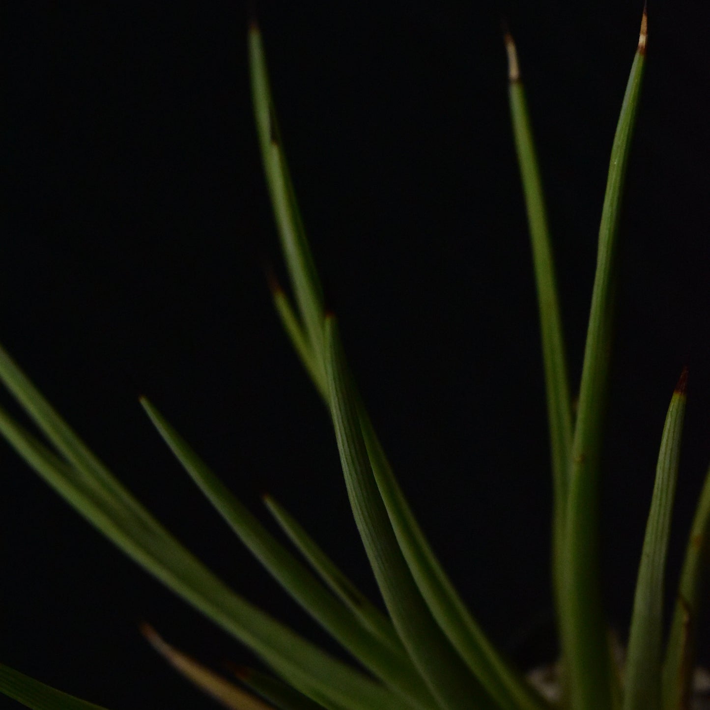 Das Bild zeigte eine Pflanze der Gattung Agave rzedowskiana