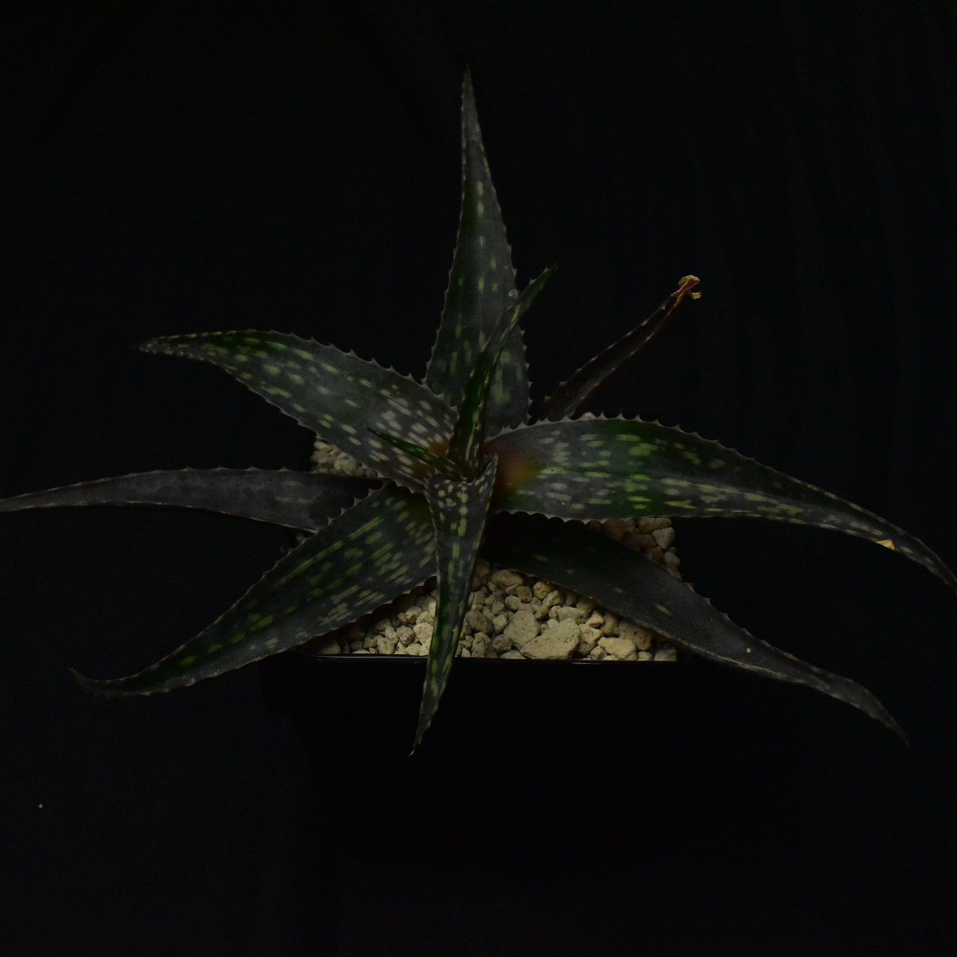 Das Bild zeigte eine Pflanze der Gattung aloe deltoideodonta v. candicans