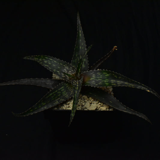 Das Bild zeigte eine Pflanze der Gattung aloe deltoideodonta v. candicans