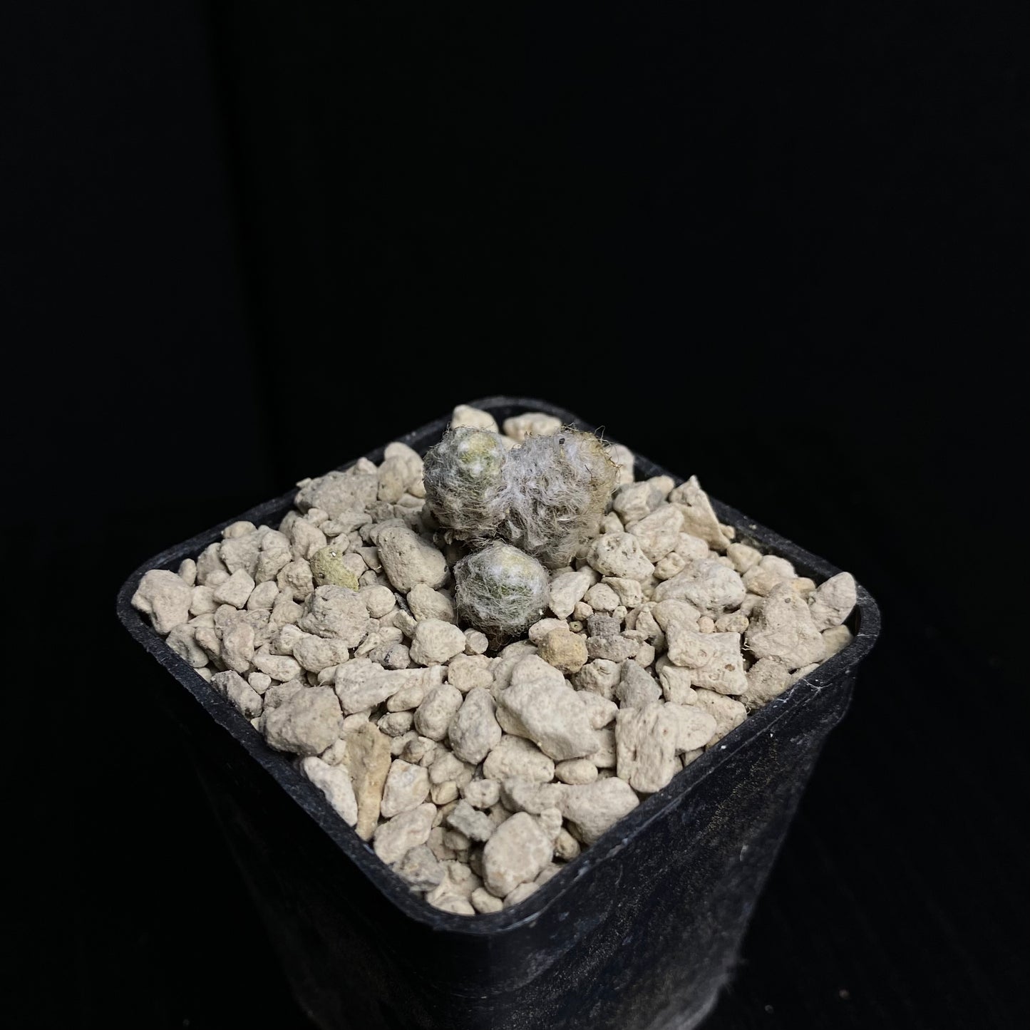Das Bild zeigt eine Pflanze der Art Anacampseros albidiflora