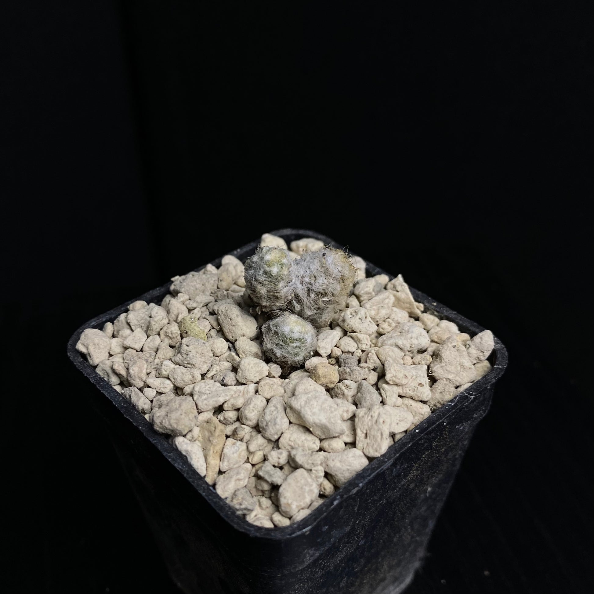 Das Bild zeigt eine Pflanze der Art Anacampseros albidiflora