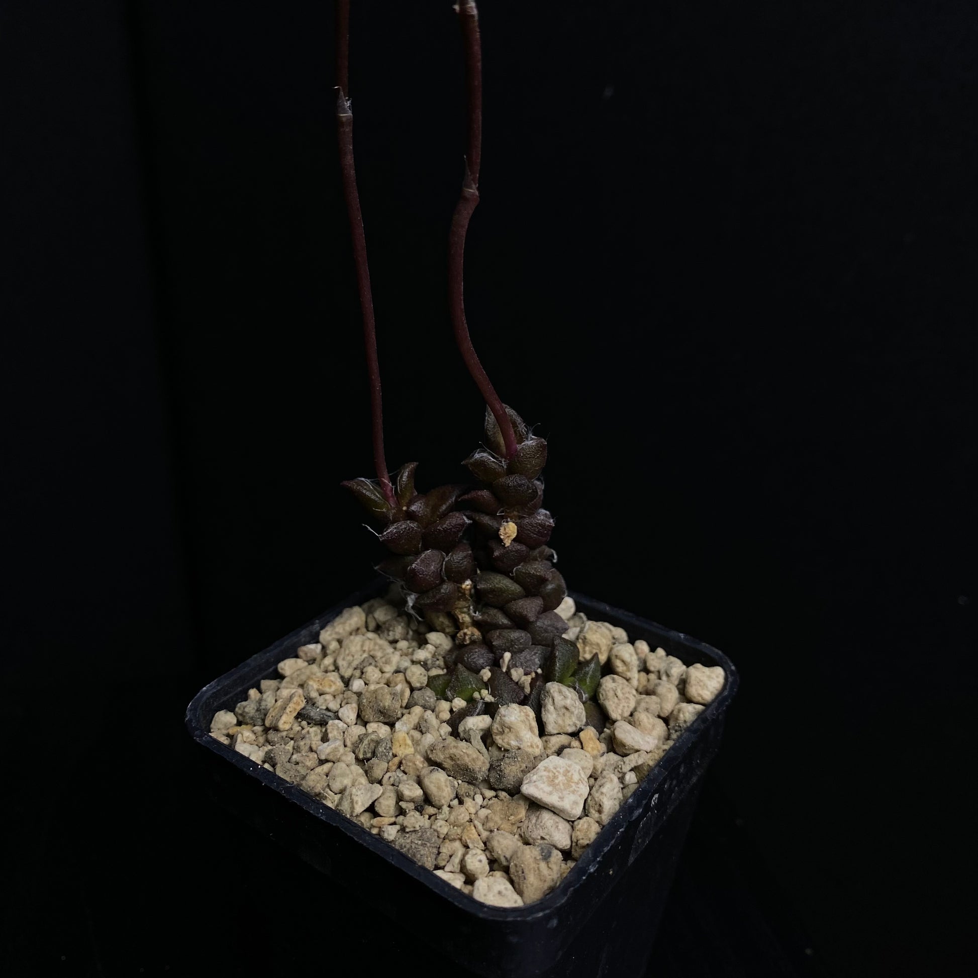 Das Bild zeigt eine Pflanze der Art Anacampseros arachnoides