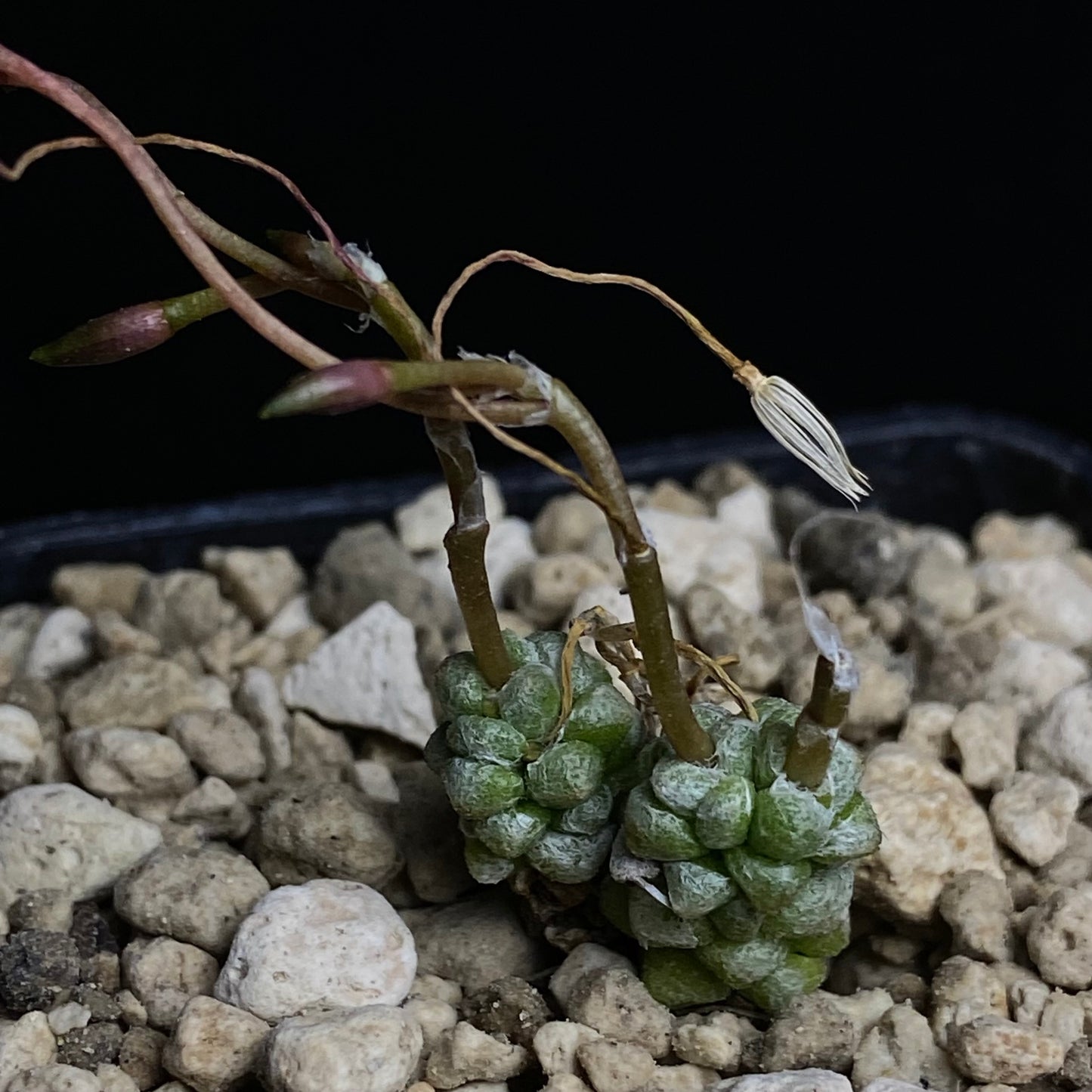 Das Bild zeigt eine Pflanze der Art Anacampseros baeseckei