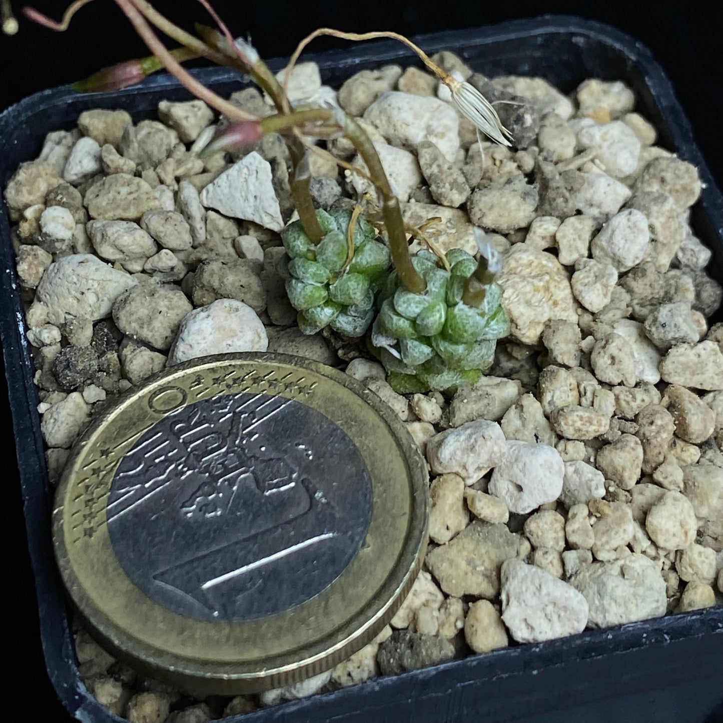 Das Bild zeigt eine Pflanze der Art Anacampseros baeseckei im Größenvergleich