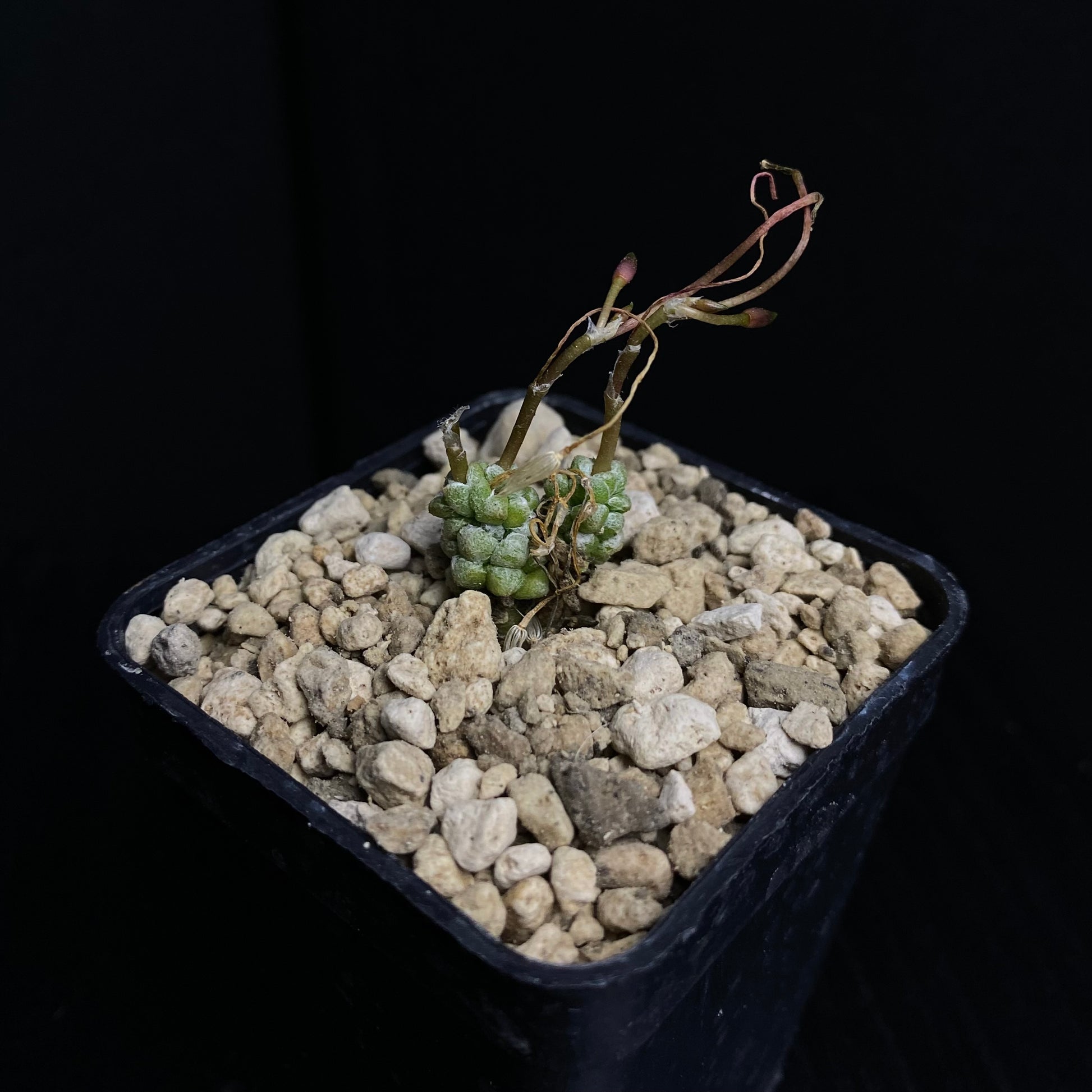 Das Bild zeigt eine Pflanze der Art Anacampseros baeseckei