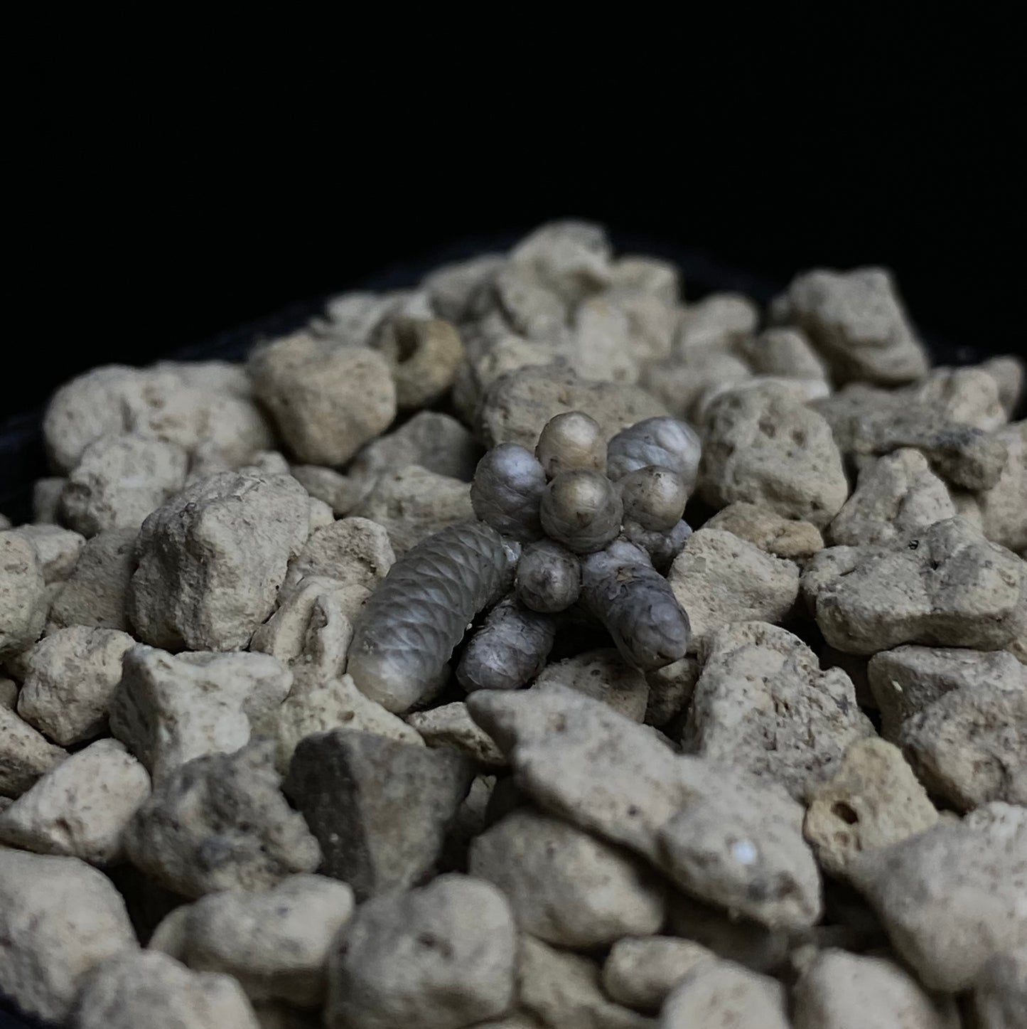 Das Bild zeigt eine Pflanze der Art Avonia grisea