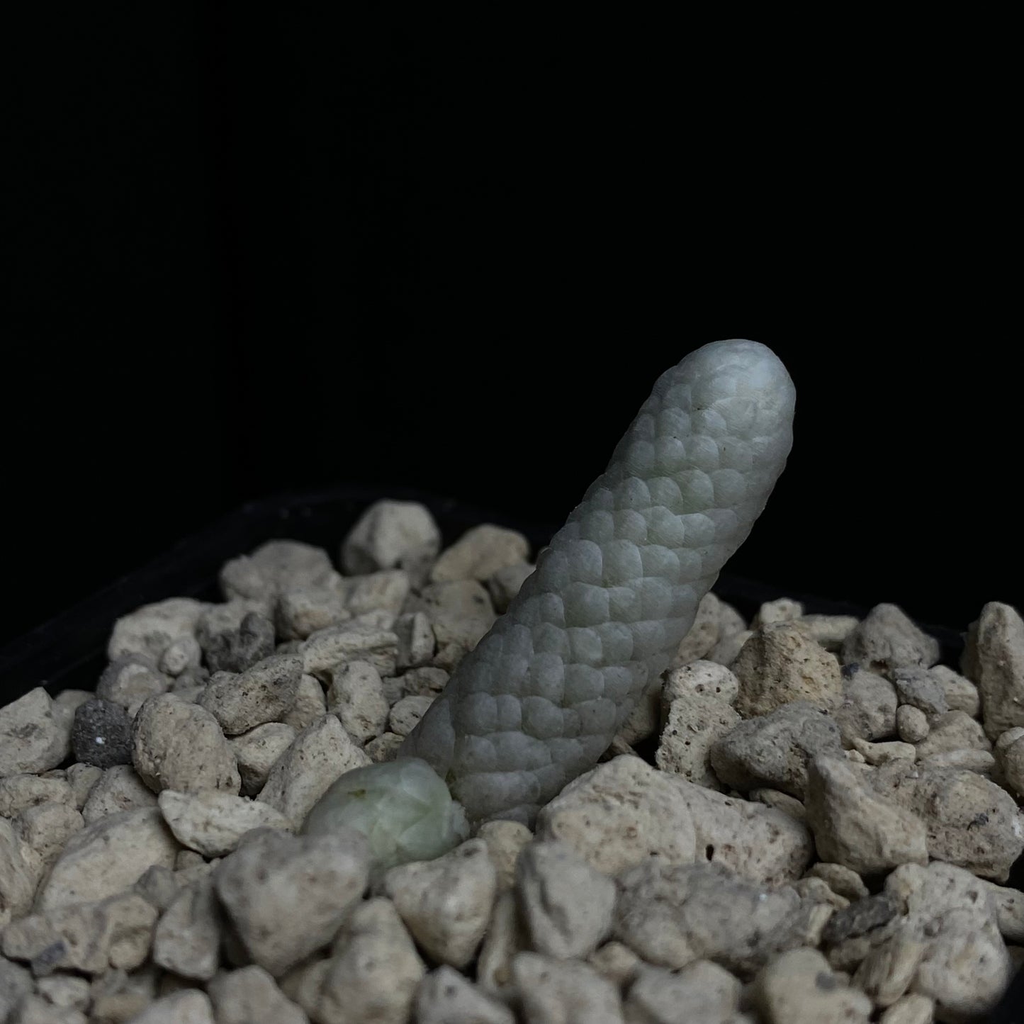 Das Bild zeigt eine Pflanze der Art Avonia papyracea ssp. namaensis