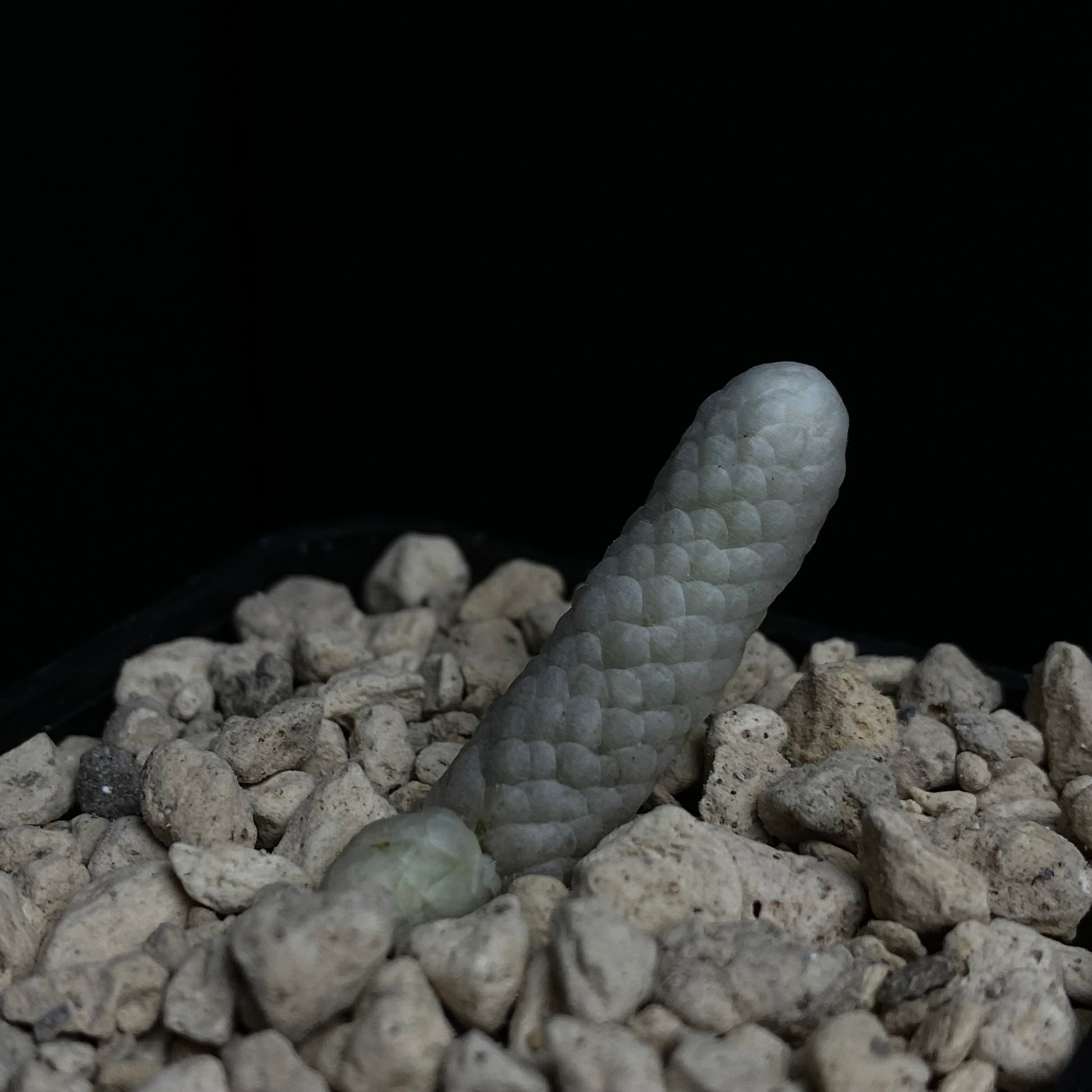 Das Bild zeigt eine Pflanze der Art Avonia papyracea ssp. namaensis