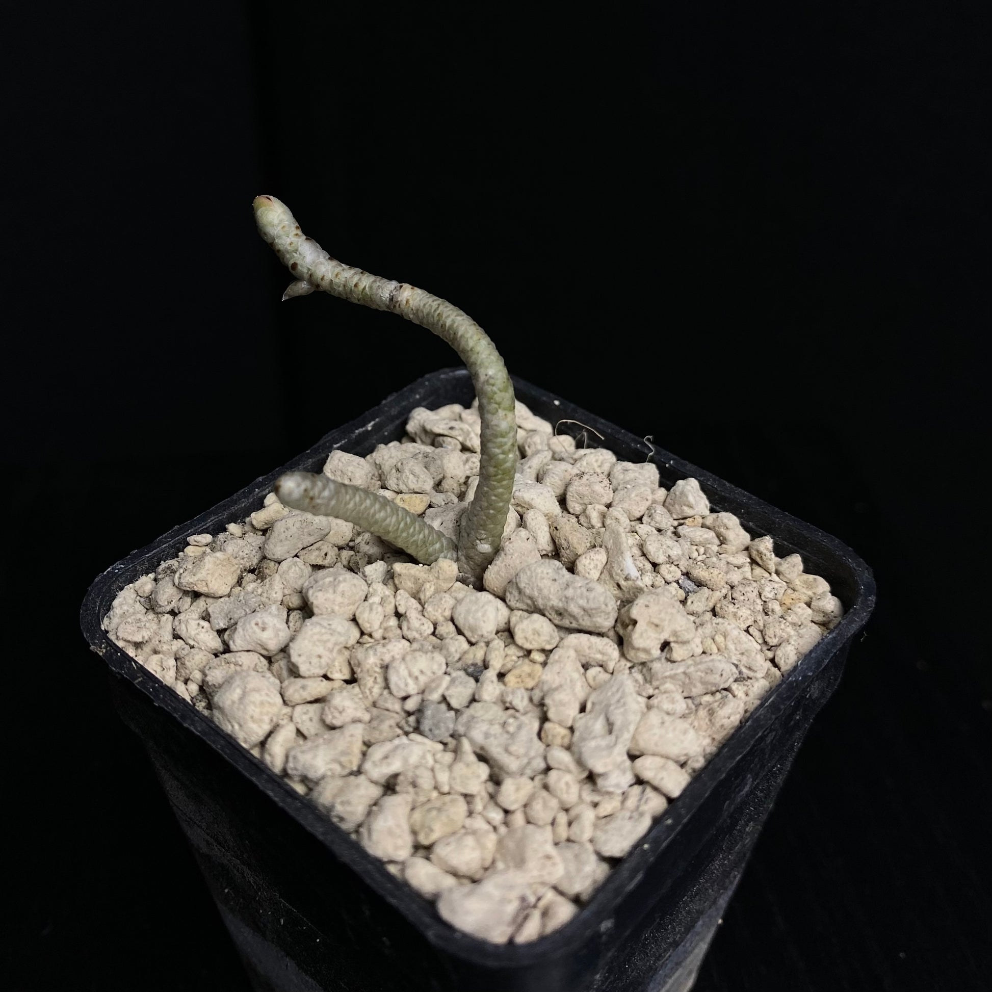 Das Bild zeigt eine Pflanze aus der Art Avonia grisea