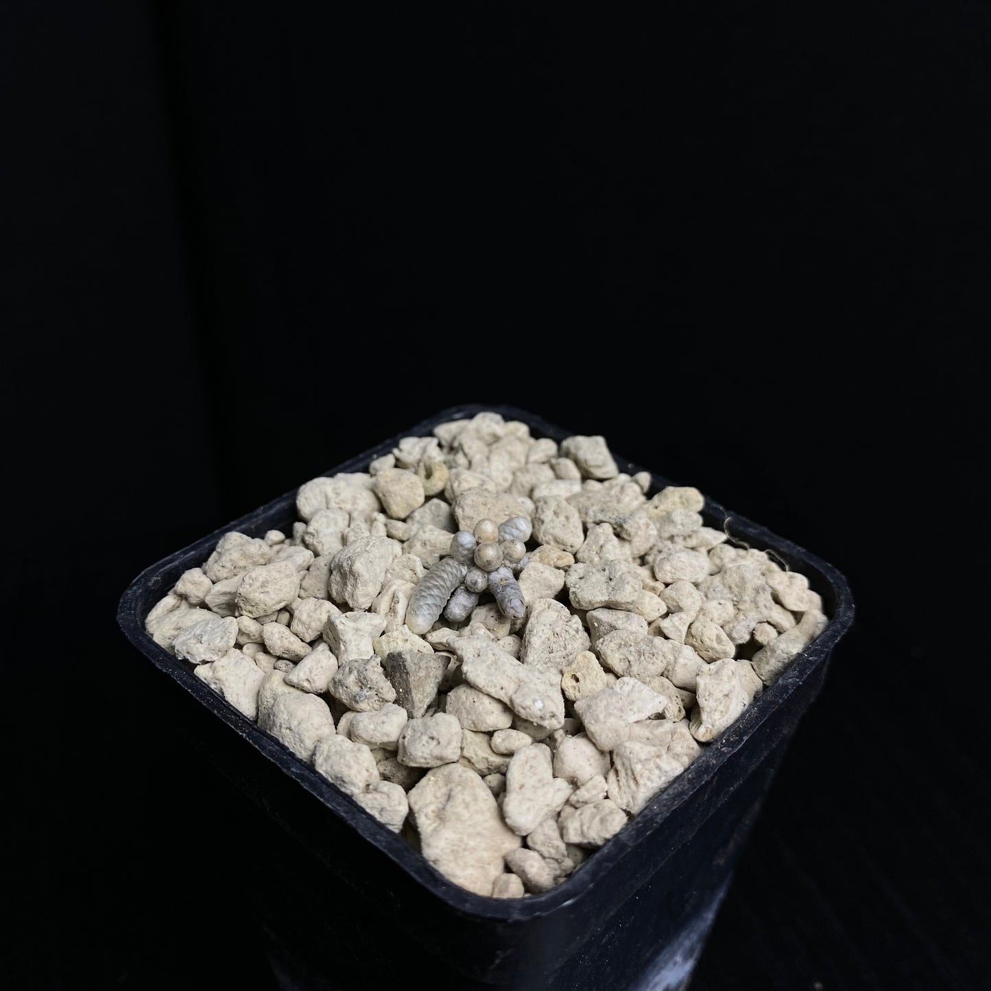 Das Bild zeigt eine Pflanze der Art Avonia grisea