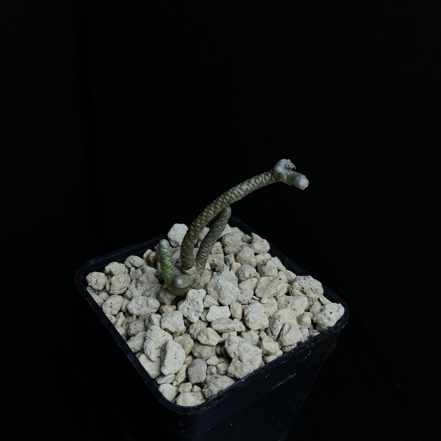 Das Bild zeigt eine Pflanze der Art Avonia grisea