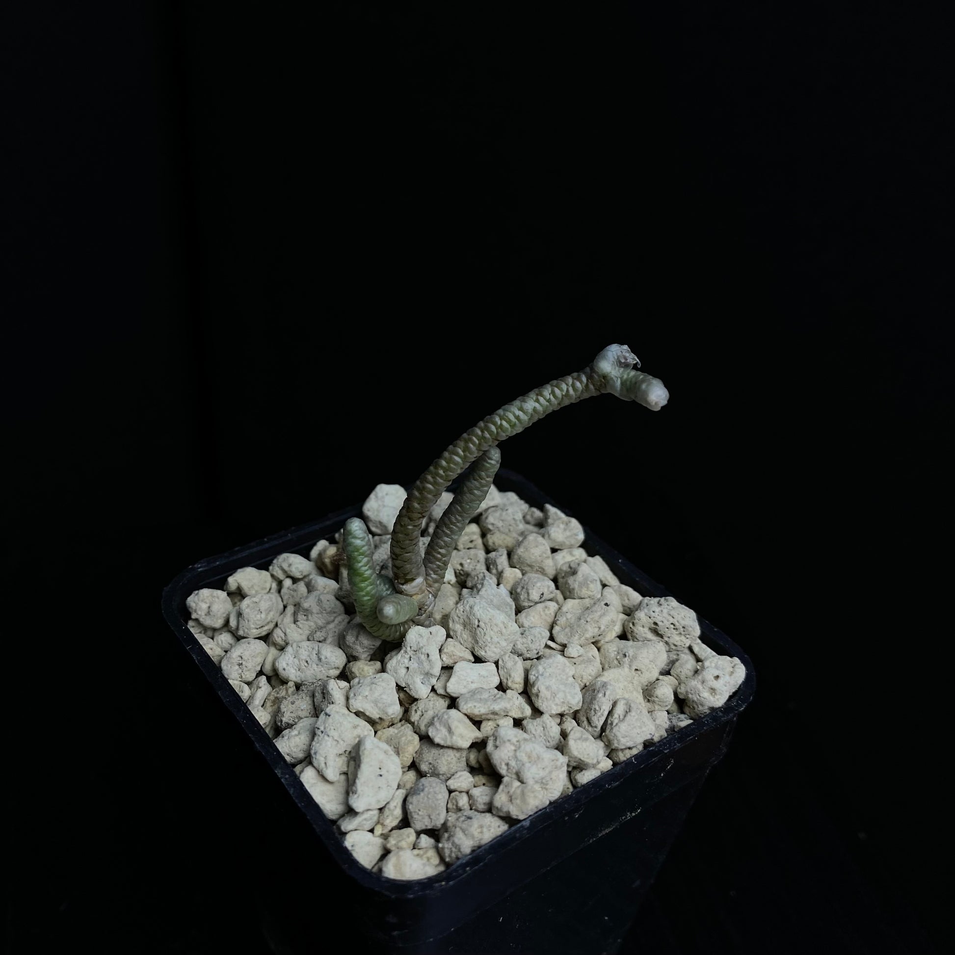 Das Bild zeigt eine Pflanze der Art Avonia grisea