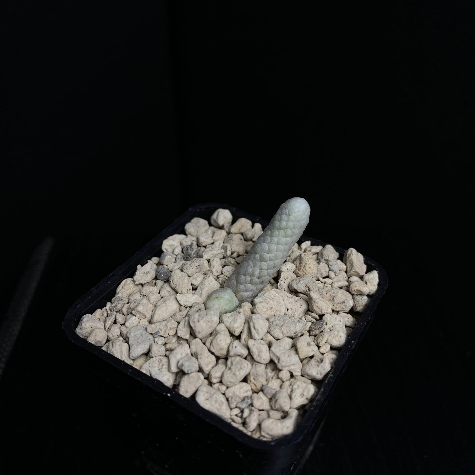 Das Bild zeigt eine Pflanze der Art Avonia papyracea ssp. namaensis