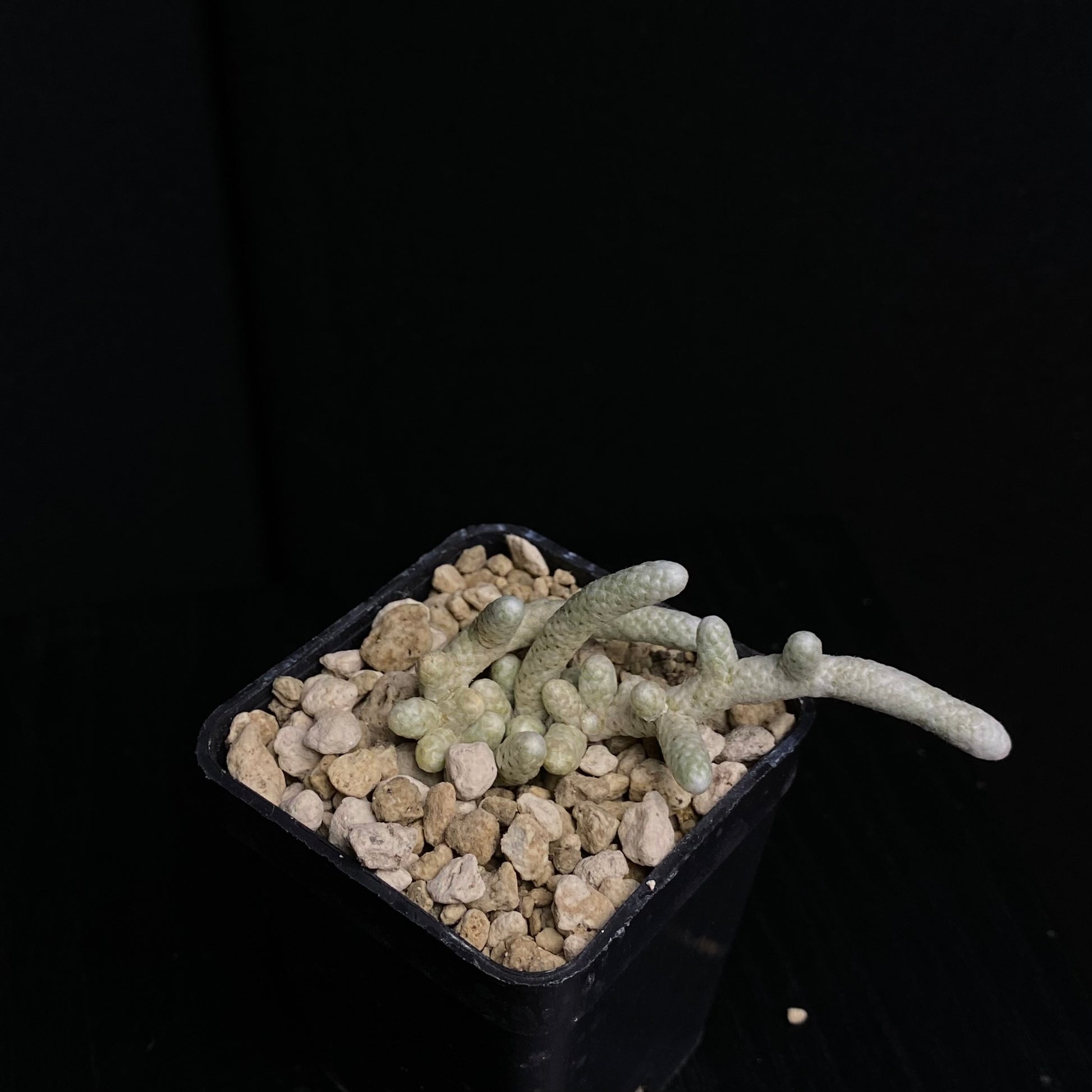 Das Bild zeigt eine Pflanze der Gattung Avonia prominens