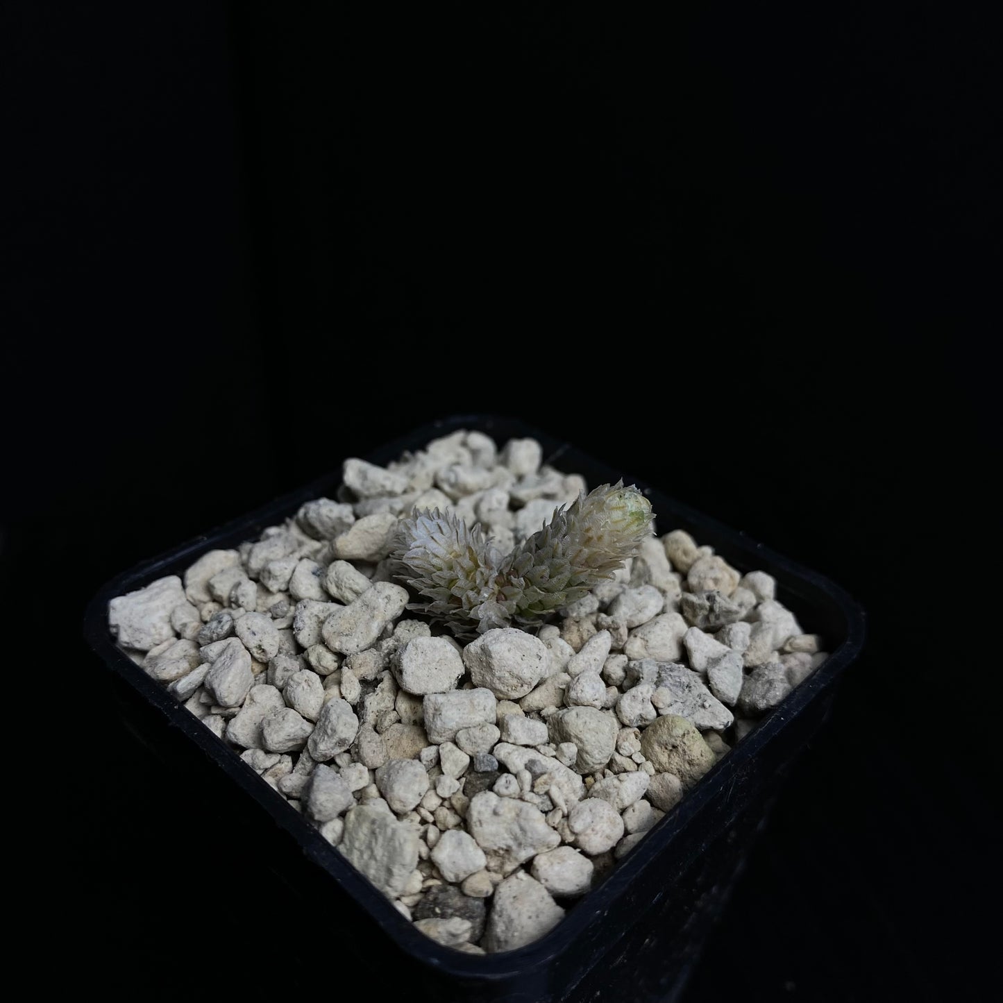 Das Bild zeigt eine Pflanze der Art Avonia recurvata