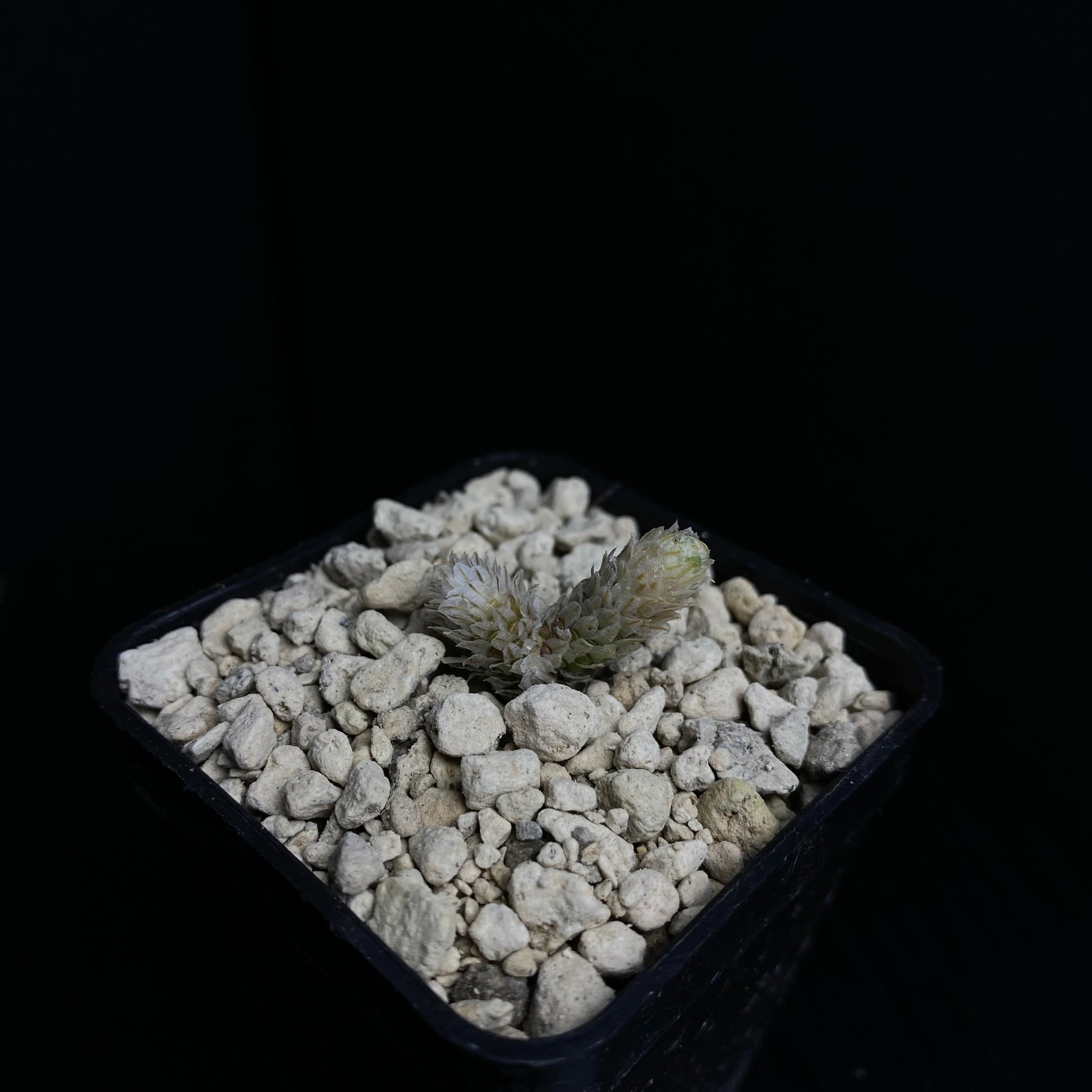 Das Bild zeigt eine Pflanze der Art Avonia recurvata