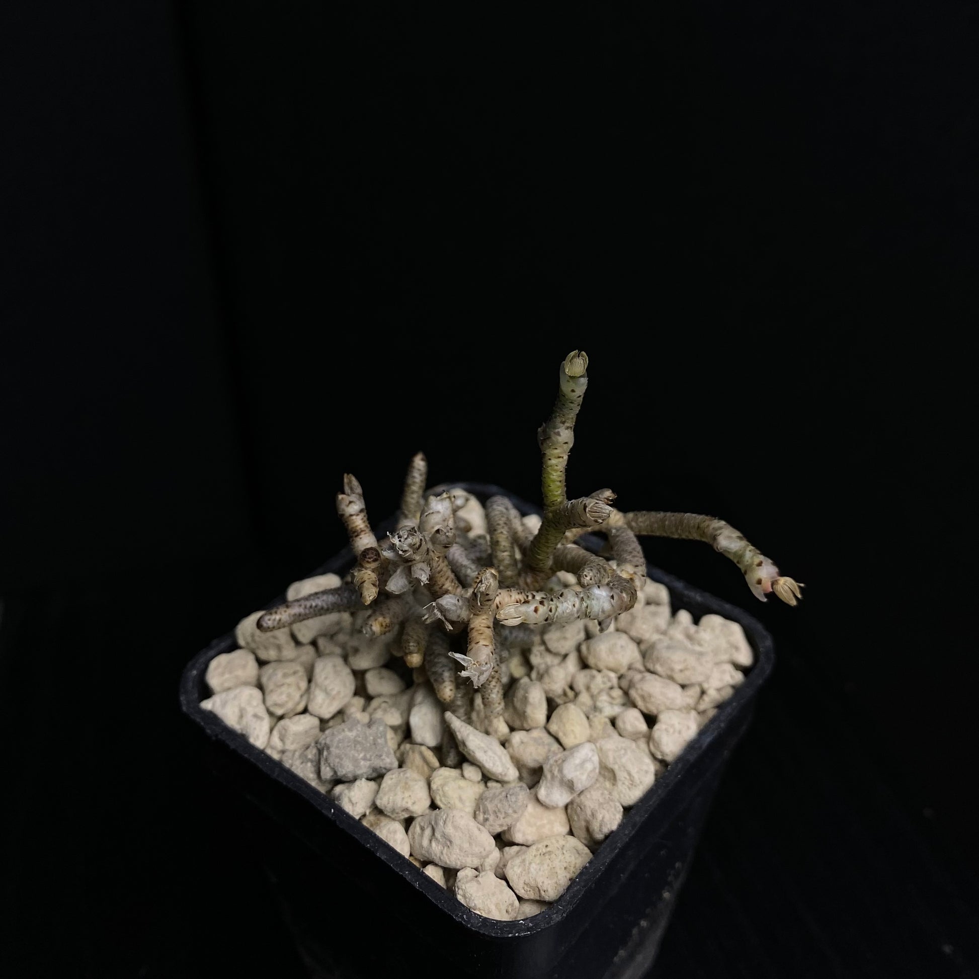 Das Bild zeigt eine Pflanze der Art Avonia ustulata aus Pampoenpoort