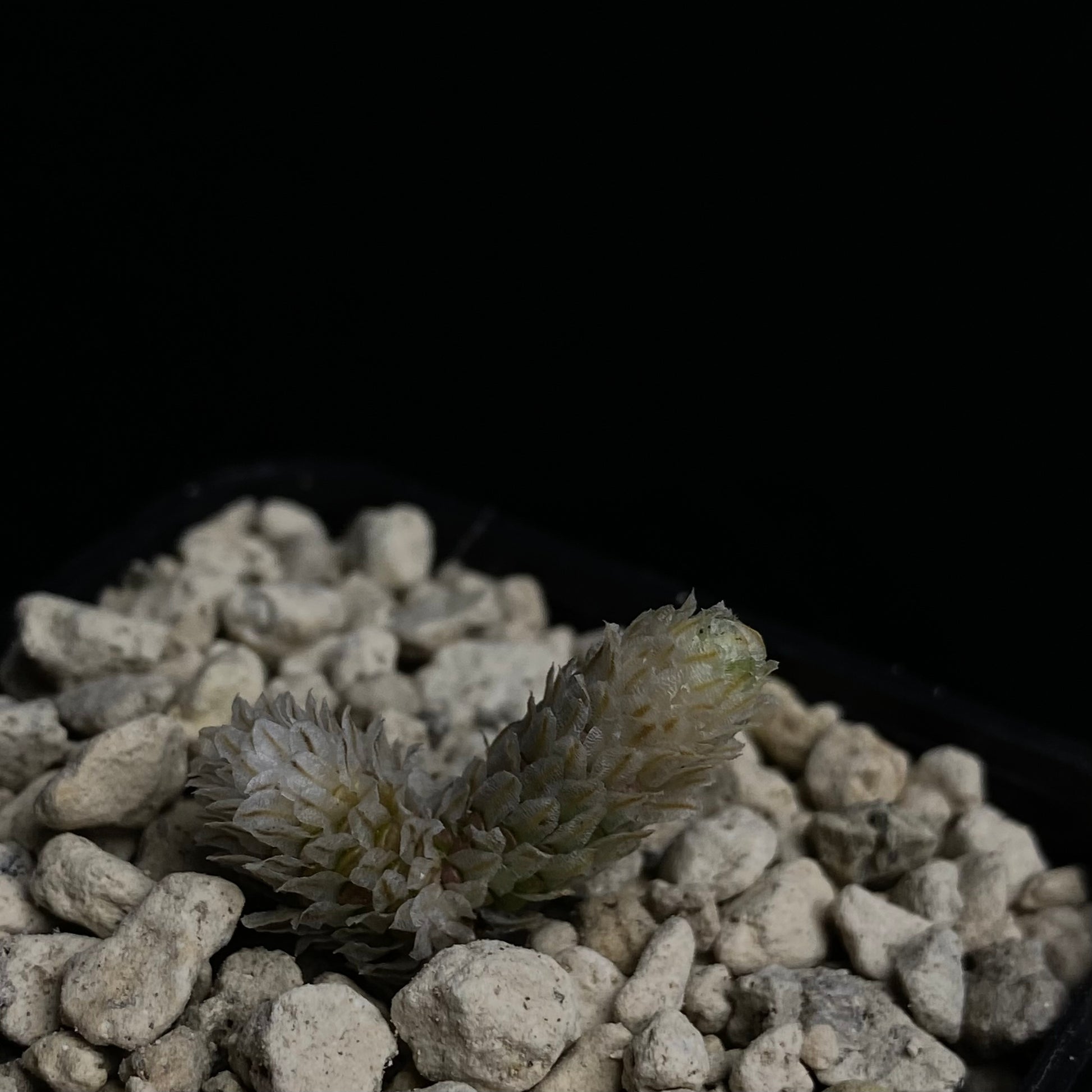 Das Bild zeigt eine Pflanze der Art Avonia recurvata