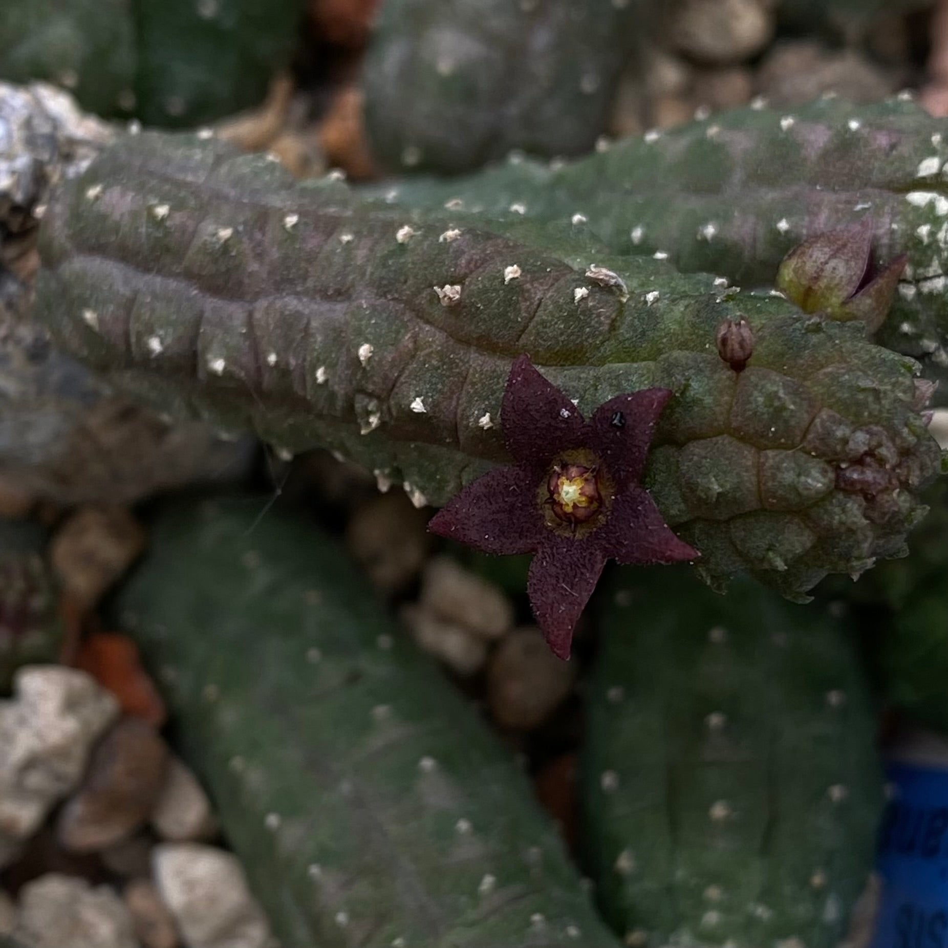 Das Bild zeigt eine Pflanze der Art Echidnopsis dammanniana