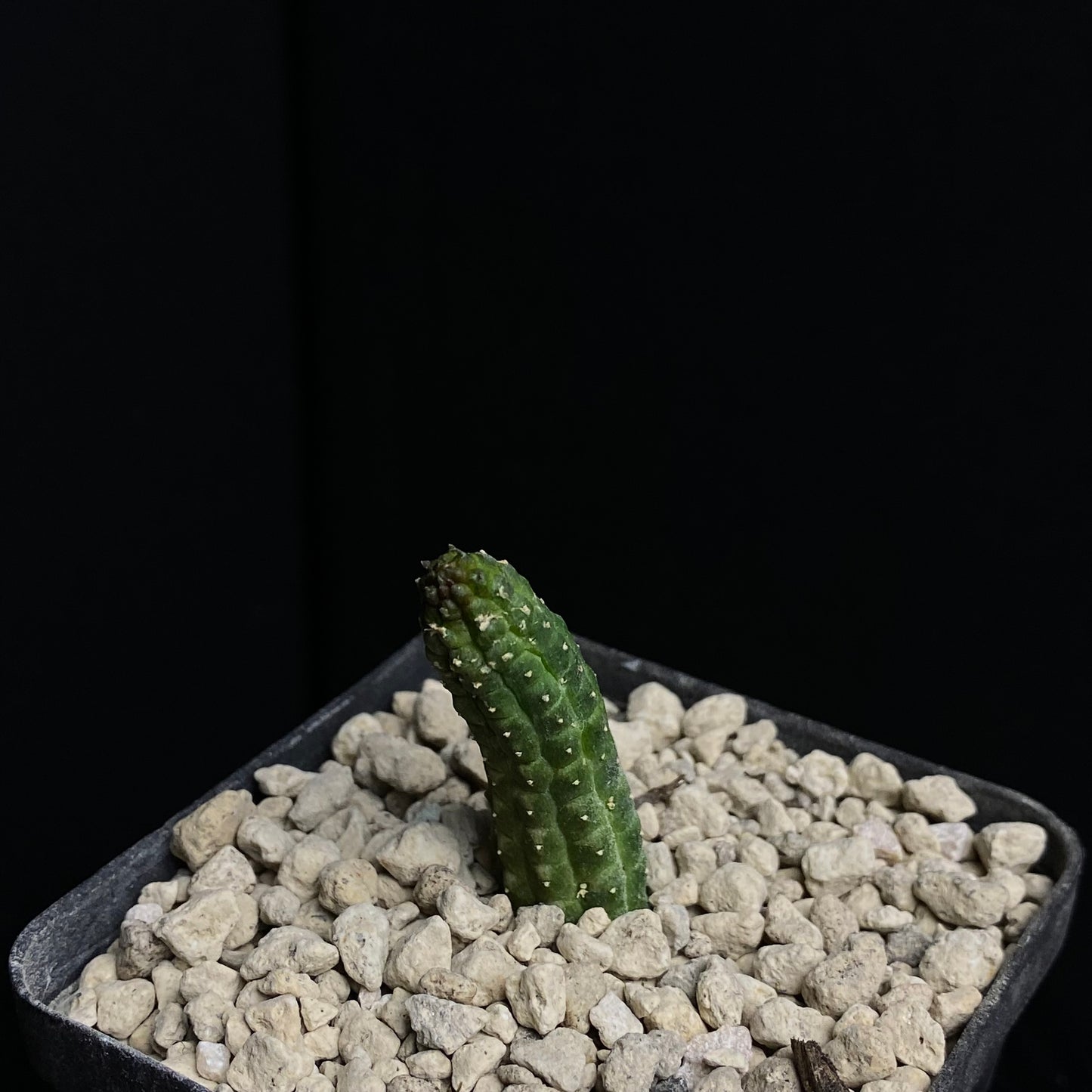 Das Bild zeigt eine Pflanze der Art Echidnopsis dammanniana