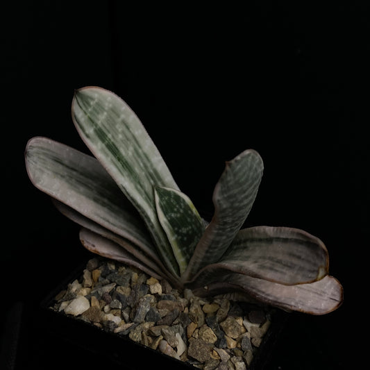 Das Bild zeigt eine Pflanze der Zuchtform Gasteria cv. Fuji Yuki